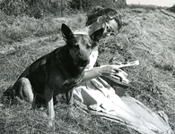 BR_BRIELSEMEER_002 Een vrouw met een hond zitten aan de oever van het Brielse Meer; 1961