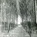BR_BRUGGEN_SLIKHEUL_087 Het Spui met de Slikheul in de Plantage in wintertooi; 14 januari 1959