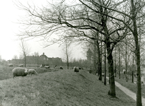 BR_WALLEN_036 Schapen grazen op de wallen bij Bastion IV; ca. 1955