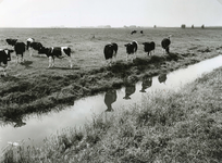 HK_GARSDIJK_001 Weiland met koeien in de polder Simonshaven, gezien vanaf de Garsdijk; 23 juni 1974