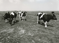 HK_GARSDIJK_002 Weiland met koeien in de polder Simonshaven, gezien vanaf de Garsdijk; 23 juni 1974