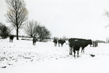 NN_STOOFWEG_001 Koeien in een sneeuwlandschap; ca. 1937