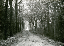OV_GROENEWEG_02 Oostvoorne; Het Overbos, 1930
