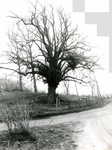 OV_RIETDIJK_14 De Lindeboom langs de Rietdijk; ca. 1974