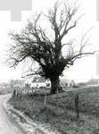OV_RIETDIJK_15 De Lindeboom langs de Rietdijk; ca. 1974