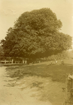 OV_RIETDIJK_18 De Lindeboom langs de Rietdijk; ca. 1935