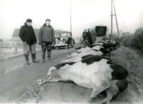 OH_WATERSNOODRAMP_013 Verdronken koeien van Bram van der Meer. Links: Henk de Jong, rechts: Otto Jung; 1 februari 1953