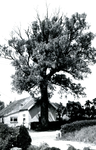 RO_BOOMWEG_12 De Salix alba Rockanje, genoemd naar de vindplaats, een wilgensoort die beter bestand is tegen zoute ...