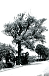 RO_BOOMWEG_13 De Salix alba Rockanje, genoemd naar de vindplaats, een wilgensoort die beter bestand is tegen zoute ...