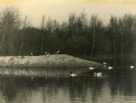 RO_QUACKJESWATER_07 Rockanje; Bergeenden in het Quackjeswater, 1938