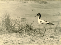 RO_QUACKJESWATER_08 Een Kluut bij haar nest in de omgeving van het Quackjeswater; 1938