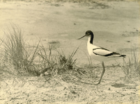 RO_QUACKJESWATER_08 Rockanje; Een Kluut bij haar nest in de omgeving van het Quackjeswater, 1938
