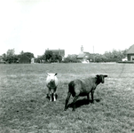 SH_HOGEWEG_02 Woningen langs de Hogeweg, op de achtergrond de kerk, op de voorgrond twee schapen; 17 juni 1959