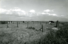 SP_MEELDIJK_012 Kijkje op de koeien in de polder Braband vanaf de Meeldijk; 1961