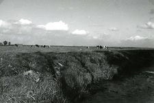 SP_MEELDIJK_013 Kijkje op de koeien in de polder Braband vanaf de Meeldijk. Weilanden langs de vroegere Houwerseweg; 1961