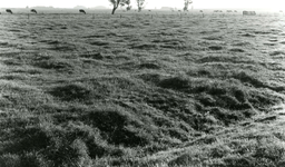 SP_MEELDIJK_014 Kijkje op de koeien in de polder Braband vanaf de Meeldijk. Weilanden langs de vroegere Houwerseweg; 1961