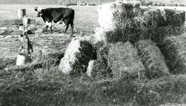 SP_MEELDIJK_021 De boerderij van Bodegom aan de Lange Schenkeldijk, gezien vanaf de Meeldijk. Op de voorgrond hooibalen; 1961