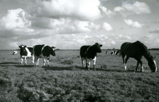 SP_MEELDIJK_022 Kijkje op de koeien in de polder Braband vanaf de Meeldijk; 1961