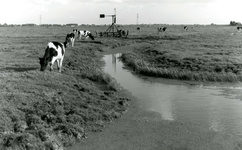 SP_MEELDIJK_023 Kijkje op de koeien in de polder Braband vanaf de Slikweg. Op deze plek ligt nu de wijk ...