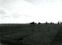 SP_MEELDIJK_028 Kijkje op de polder Braband vanaf de Meeldijk; 1962