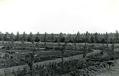 SP_MOLENDIJK_016 Volkstuinencomplex De Brug, met op de achtergrond De Groene Kruisweg; Augustus 1971