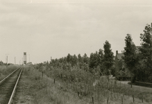 SP_MOLENPAD_010 Impressie van de beplanting langs het Molenpad; 1958