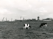 SP_SCHENKELWEG_005 De polder Oud-Hongerland, met de loodsen van Baris en de molen zonder wieken vanwege de restauratie; 1973