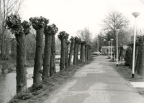 SP_VIERAMBACHTENKADE_009 Spijkenisse; De geknotte wilgen langs de Vierambachtenkade, 1988