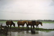 SP_WATEROVERLAST_012 Hoog water in de polder na overvloedige regenval. Paarden in de wei langs de Laneweg tussen ...