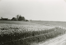 SP_WELPLAAT_013 De Welplaat met op de achtergrond de boerderij van Jaap Zevenbergen; ca. 1955