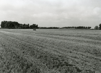 TI_PANSERDIJK_004 Foto genomen vanaf de Peltserdijk met op achtergrond de Panserdijk, links De Rik; 8 augustus 2004