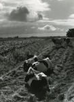 TI_PELTSERSDIJK_001 Koeien rustend aan de voet van de dijk met links de polder Nieuwe Goote; ca. 1990