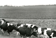 ZL_WATERSNOODRAMP_033 Koeien worden naar een veilige plek gedreven; Februari 1953