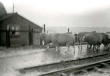 ZL_WATERSNOODRAMP_057 Schapen worden naar een veilige plek gedreven; 1 februari 1953