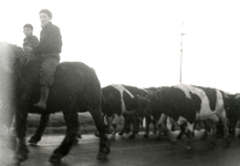 ZL_WATERSNOODRAMP_060 Koeien worden naar een veilige plek gedreven; Februari 1953