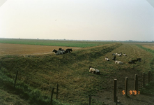 ZL_ZEEDIJK_04 Overzicht over de Beningerwaard vanaf de Zeedijk; 5 september 1991
