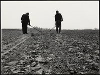 FOTO_GF_C166 Op de akker waar spruiten groeien, schoffelen boeren het onkruid weg; 1980
