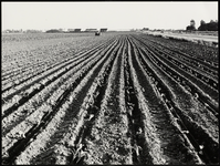 FOTO_GF_C167 Op de akker waar spruiten groeien; 1980