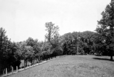 KLW037 Oostvoorne; Rietdijk met de eeuwenoude lindeboom op het land van Stuyvesande. Achter de lindeboom het huis van ...