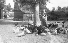 NLL039 Neeltje Arendje Nieuwland (1895-1971), echtgenote van Arie Peters, voert kippen en eenden; ca. 1940
