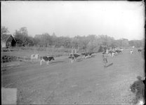GN2346 Koeien in de wei; ca. 1925