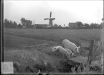 GN2349 De molen van Oostvoorne. Op de voorgrond een drietal varkens; ca. 1925