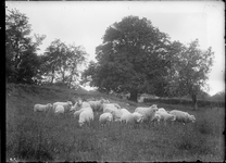 GN2641 Kudde schapen bij de lindeboom op Stuijvezande; ca. 1935