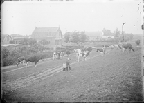 GN2653 Twee kinderen poseren tussen de koeien; ca. 1925