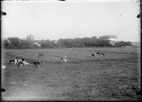 GN2713 Polder met koeien, op de achtergrond Koepel Zeeburg; ca. 1910