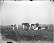 GN3365 Koeien in een wei langs de Oude Straatweg in Nieuwenhoorn; ca. 1930