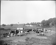 GN3376 Groepje koeien aan de Oostdijk in Nieuwenhoorn; ca. 1930