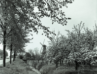 A1001 Bloeiende boomgaard langs de Groene Kruisweg nabij Geervliet; 19-04-1961
