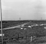 C2003 Schapen in de polder van Spijkenisse; ca.1990