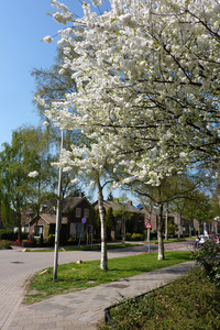 NL-PmWA_0059_120002750 Purmerend. Kastanjelaan in het voorjaar met bloeiende bomen.
